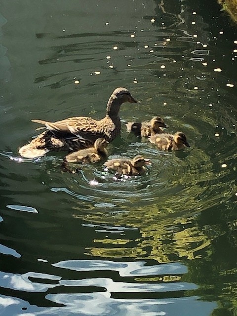 A Message to the City from Lesley Hazleton